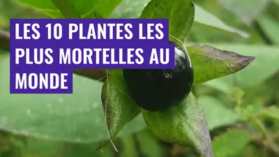 Les 10 plantes les plus mortelles au monde
