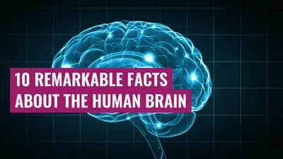 10 Remarkable Facts about the Human Brain

