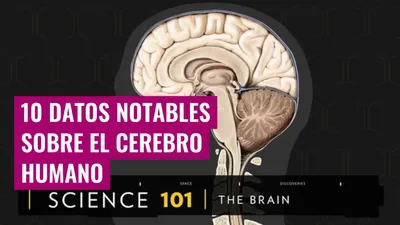 10 Datos Notables sobre el Cerebro Humano
