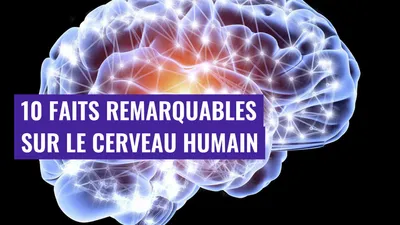10 Faits remarquables sur le cerveau humain
