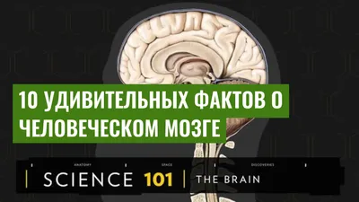 10 удивительных фактов о человеческом мозге
