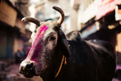 Holi Cow Festival, India