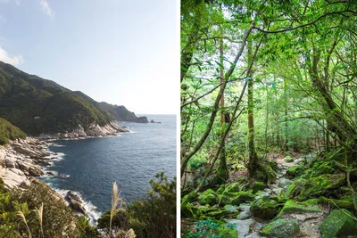 Yakushima, Japonia