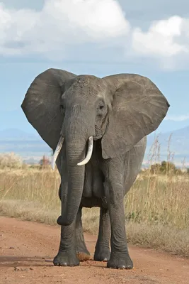 Elefante africano