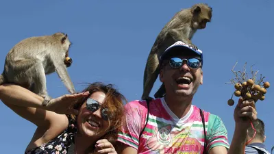 Monkey Buffet Festival, Thailand
