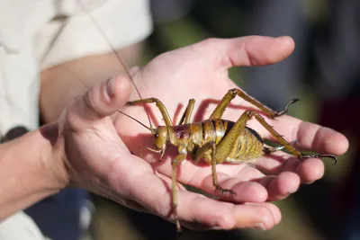Gigantische Weta