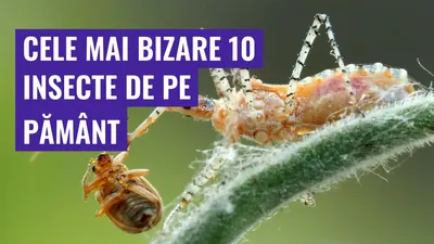 Cele mai bizare 10 insecte de pe pământ
