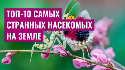 Топ-10 самых странных насекомых на Земле
