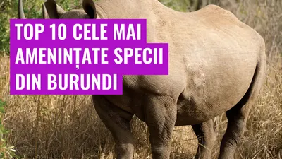 Top 10 cele mai amenințate specii din Burundi
