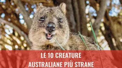 Le 10 creature australiane più strane
