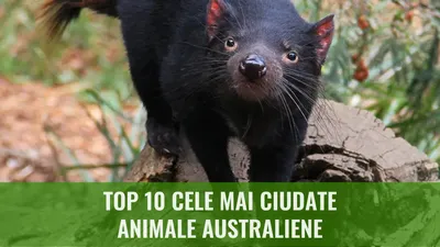 Top 10 Cele mai ciudate animale australiene

