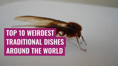 Top 10 Weirdest Traditional Dishes Around the World
